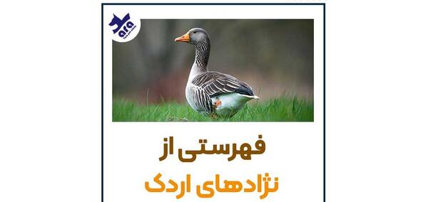 عکس اردک سیاه و زرد