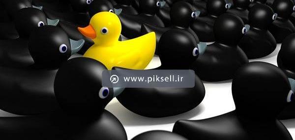 عکس اردک سیاه و زرد