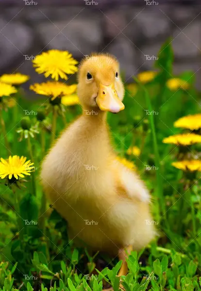 عکس اردک سیاه و زرد