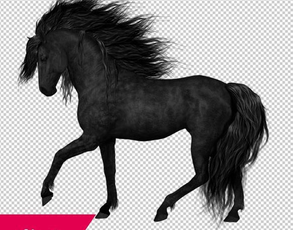 عکس اسب سیاه برای تصویر زمینه