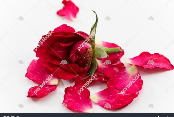 عکس گل پژمرده قرمز