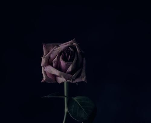 عکس گل پژمرده قرمز