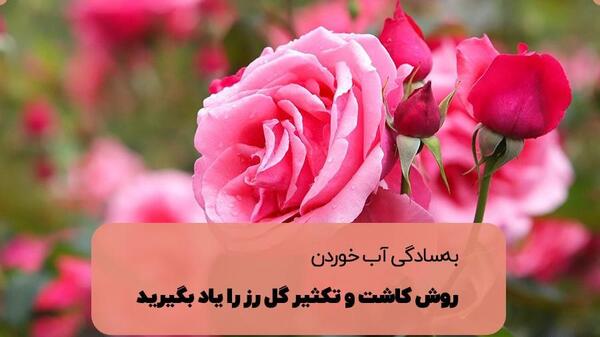 عکس گل پژمرده قرمز