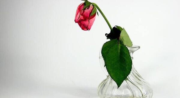 عکس گل پژمرده قرمز