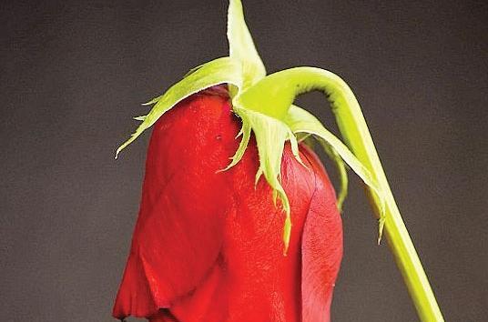 عکس گل پژمرده قرمز