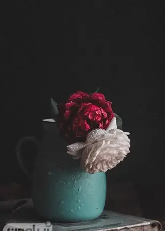 عکس گل پژمرده قرمز