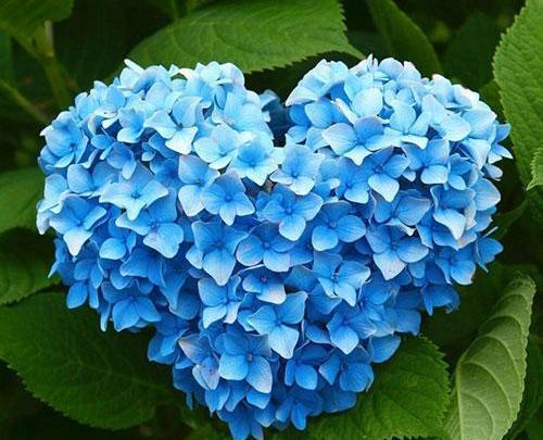 عکس طبیعت گلهای رنگارنگ