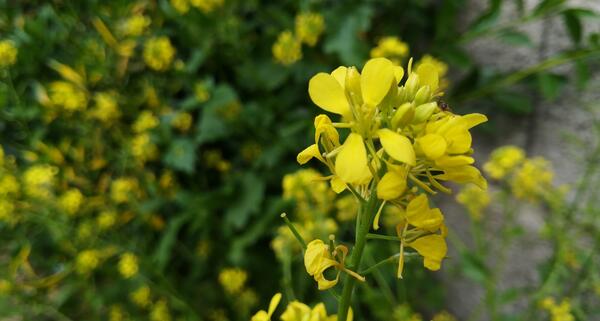 عکس طبیعت گلهای رنگارنگ