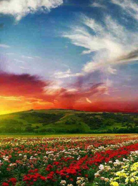 عکس طبیعت گلهای رنگارنگ