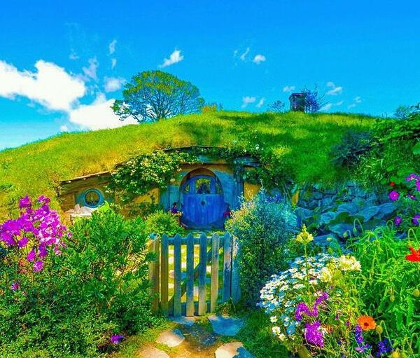 عکس طبیعت گلهای رنگارنگ