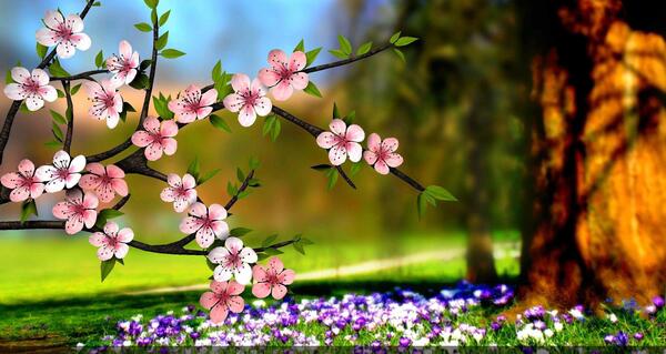 عکس طبیعت گلهای رنگارنگ