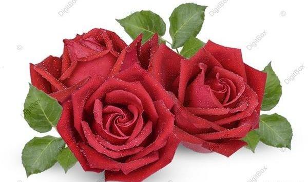 عکس واقعی گل رز