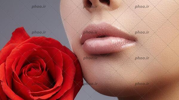 عکس واقعی گل رز
