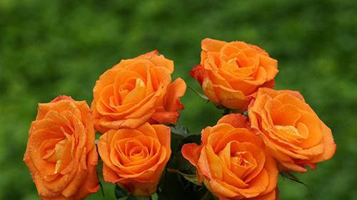 عکس واقعی گل رز