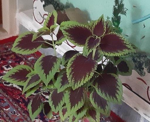 عکس گل حسن یوسف مخملی
