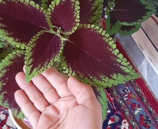 عکس گل حسن یوسف مخملی