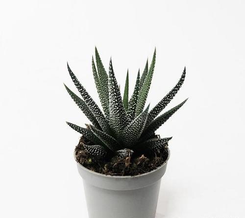 عکس گل کاکتوس گورخری