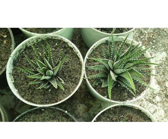 عکس گل کاکتوس گورخری