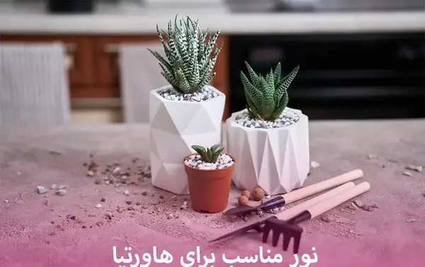 عکس گل کاکتوس گورخری