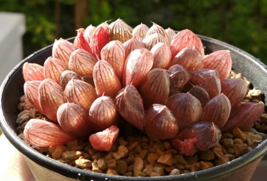 عکس گل کاکتوس گورخری
