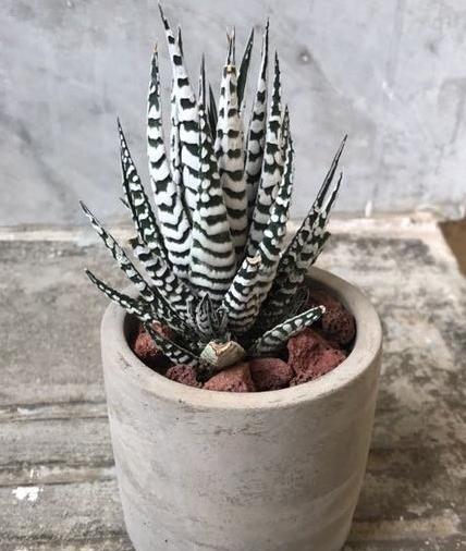 عکس گل کاکتوس گورخری