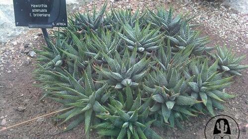 عکس گل کاکتوس گورخری
