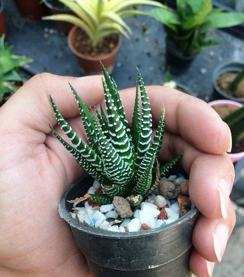 عکس گل کاکتوس گورخری