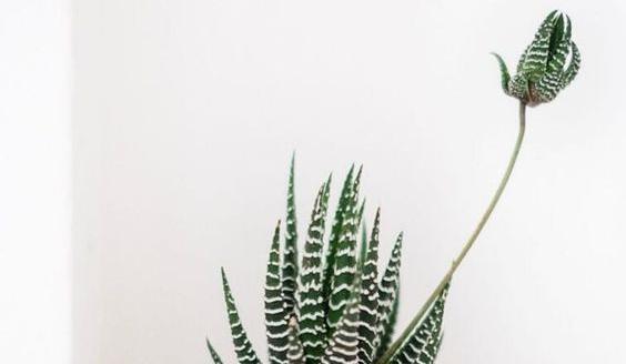 عکس گل کاکتوس گورخری