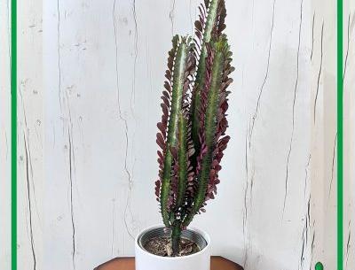 عکس گل کاکتوس گورخری