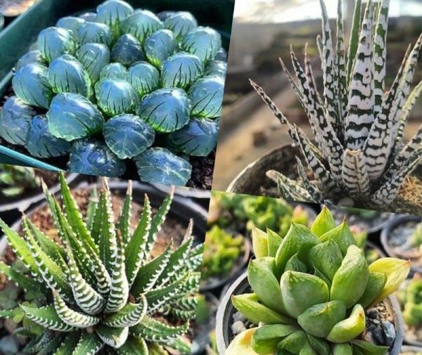 عکس گل کاکتوس گورخری