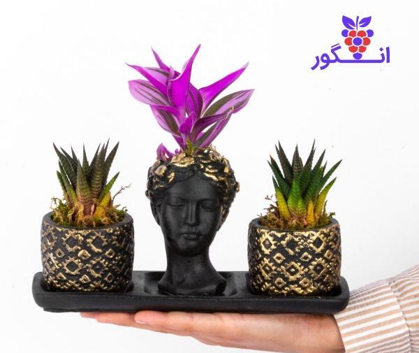 عکس گل کاکتوس گورخری