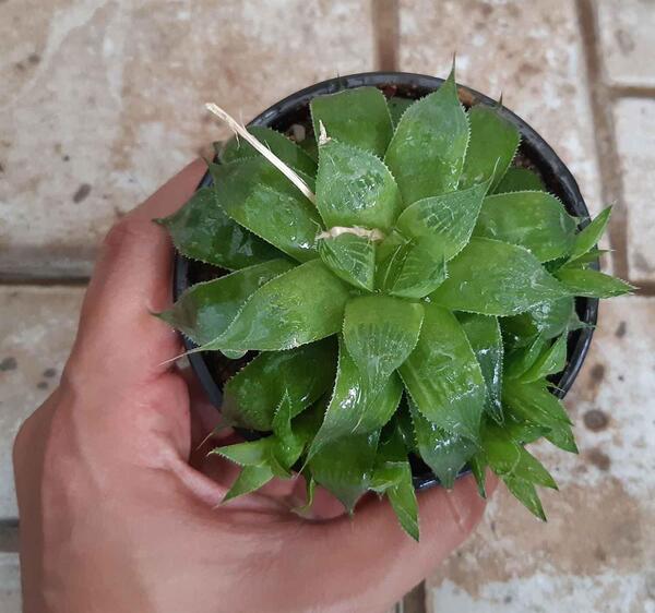 عکس گل کاکتوس گورخری