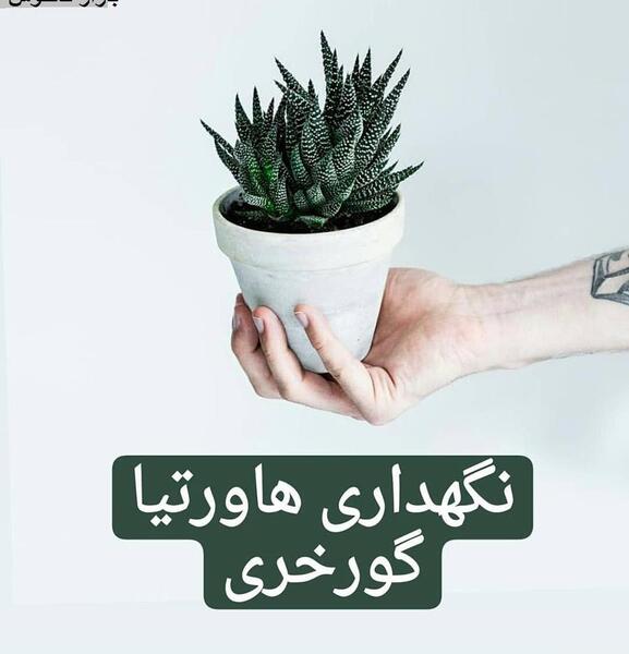 عکس گل کاکتوس گورخری