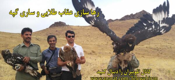 عکس های عقاب ایران