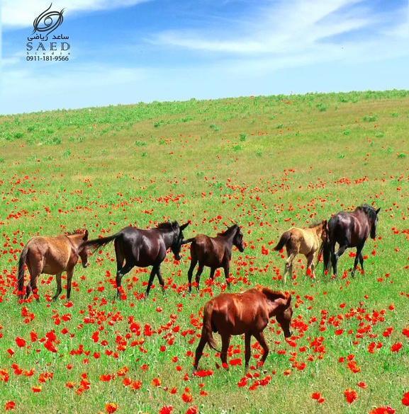 عکس زیبای اسب های وحشی