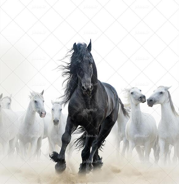 عکس زیبای اسب های وحشی