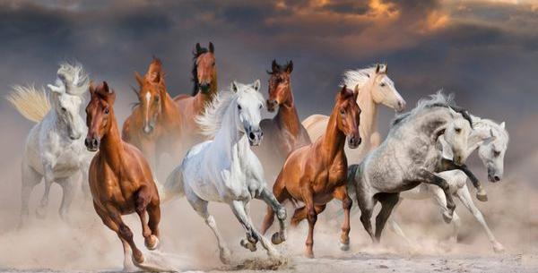 عکس زیبای اسب های وحشی