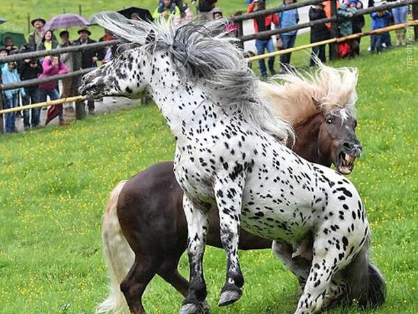 عکس زیبای اسب های وحشی