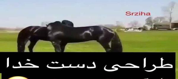 عکس زیبای اسب های وحشی