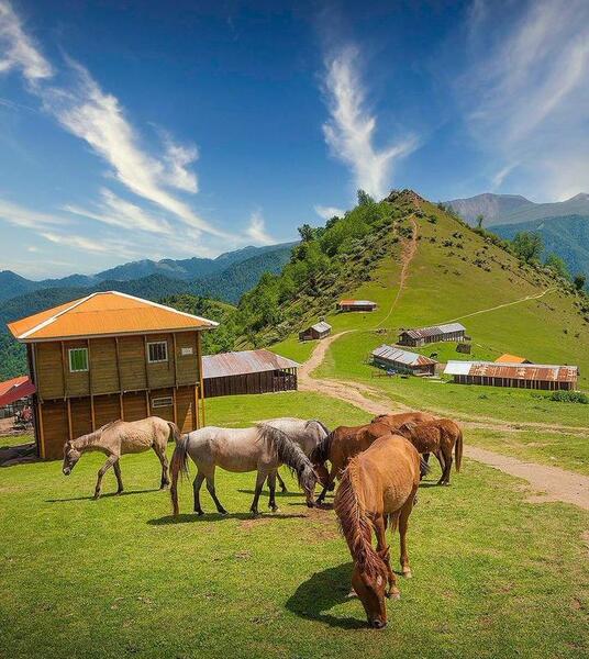 عکس زیبای اسب های وحشی