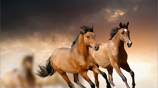 عکس زیبای اسب های وحشی