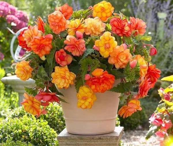 عکس گل های شمالی