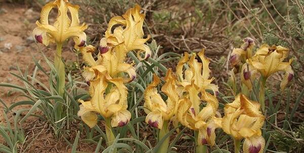 عکس گل های شمالی