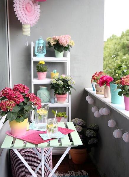 عکس گل های شمالی