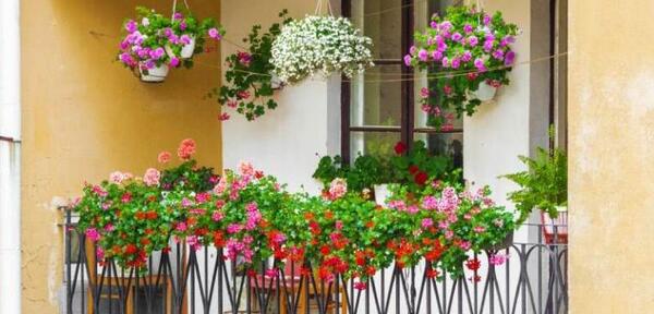 عکس گل های شمالی