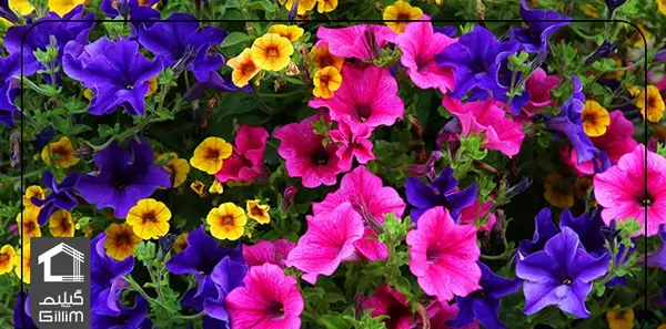 عکس گل های شمالی
