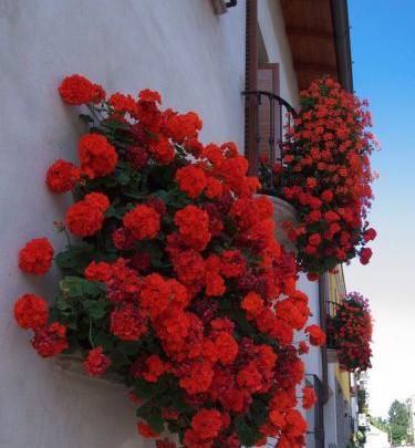 عکس گل های شمالی