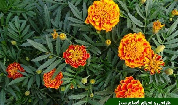 عکس گل های شمالی