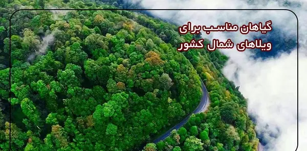 عکس گل های شمالی