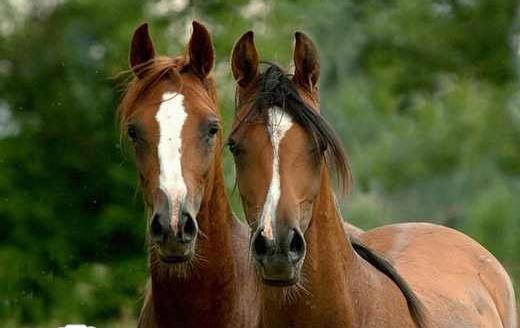 عکس اسب های خیلی زیبا